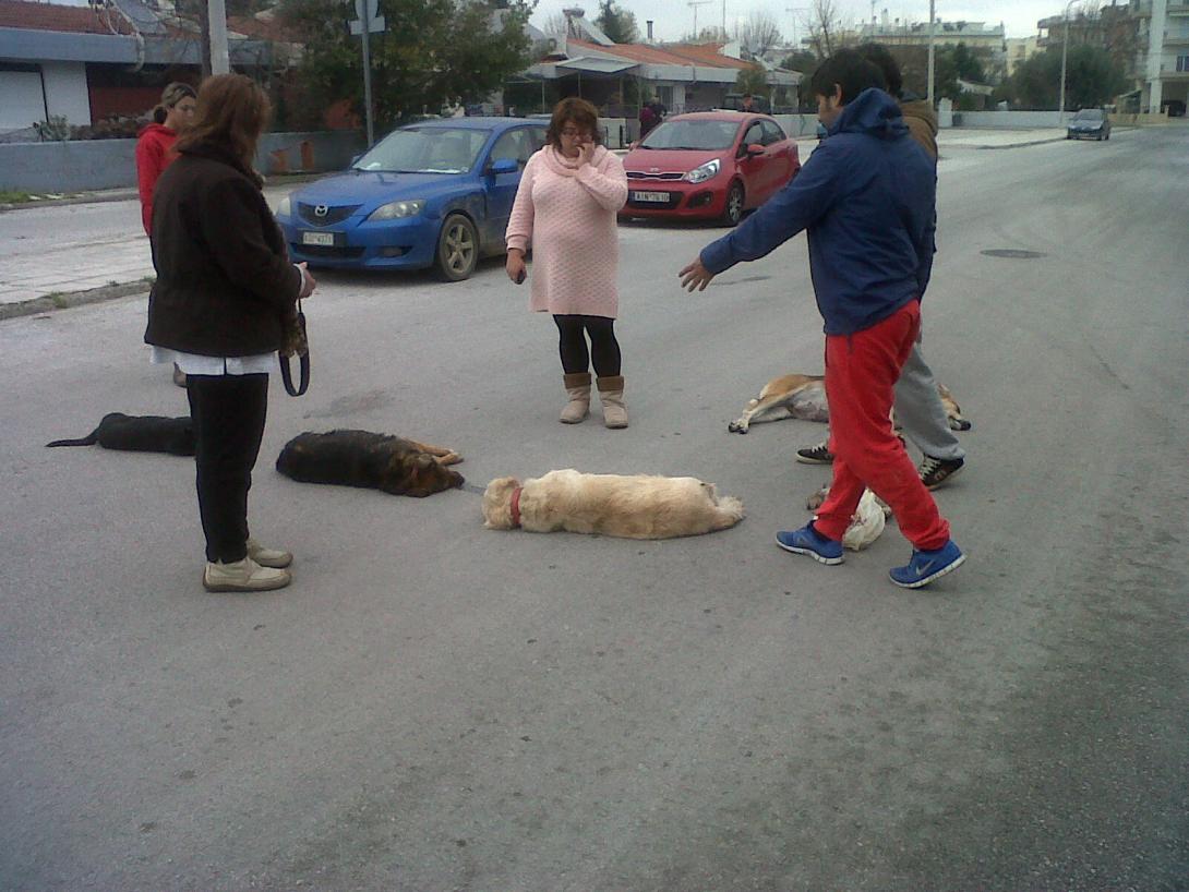 Επικήρυξαν με 5.000 ευρώ δολοφόνους σκύλων στην Πάτρα