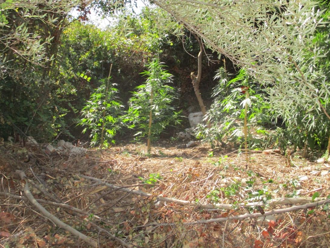 φυτεια δενδρύλλια κάνναβης ναρκωτικα.jpg