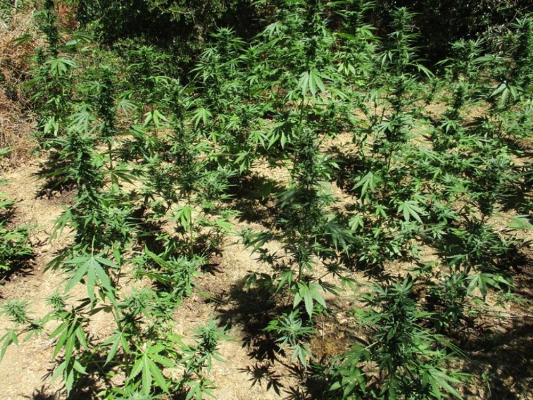 φυτεια χασις.jpg