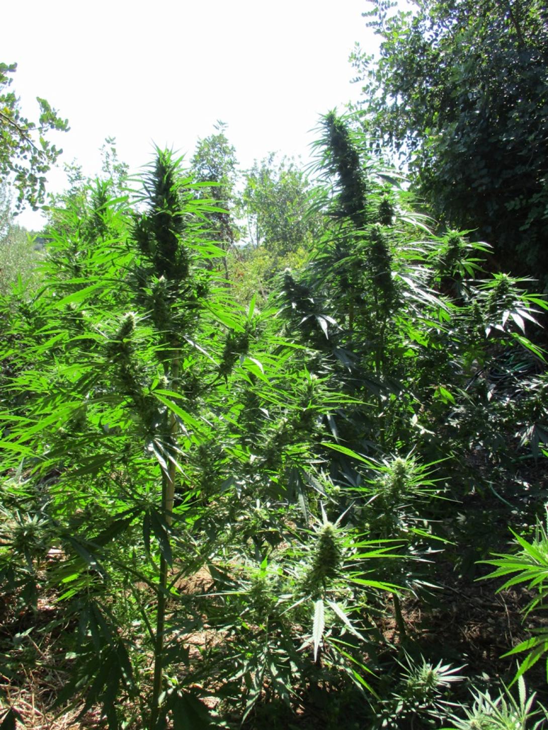 φυτεια δενδρύλλια κάνναβης ναρκωτικα.jpg