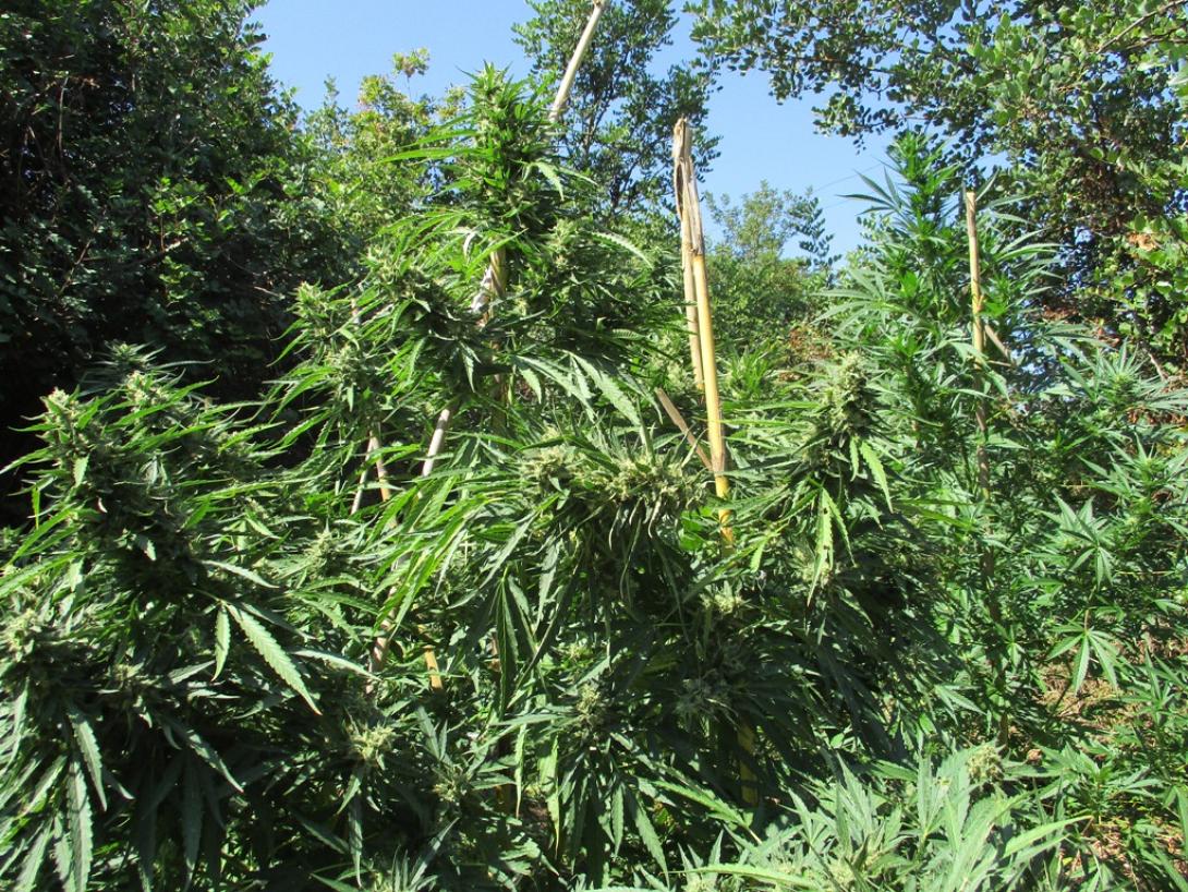 φυτεια δενδρύλλια κάνναβης ναρκωτικα.jpg