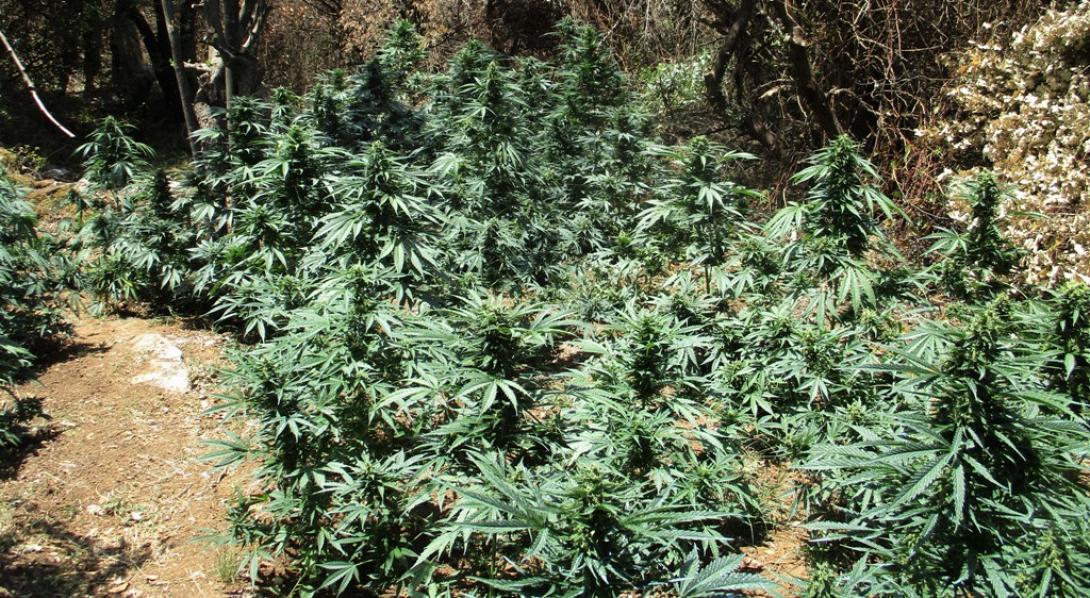 Χιλιάδες δενδρύλλια κάνναβης έχουν εντοπιστεί, από τις αλλεπάλληλες αστυνομικές επιχειρήσεις.
