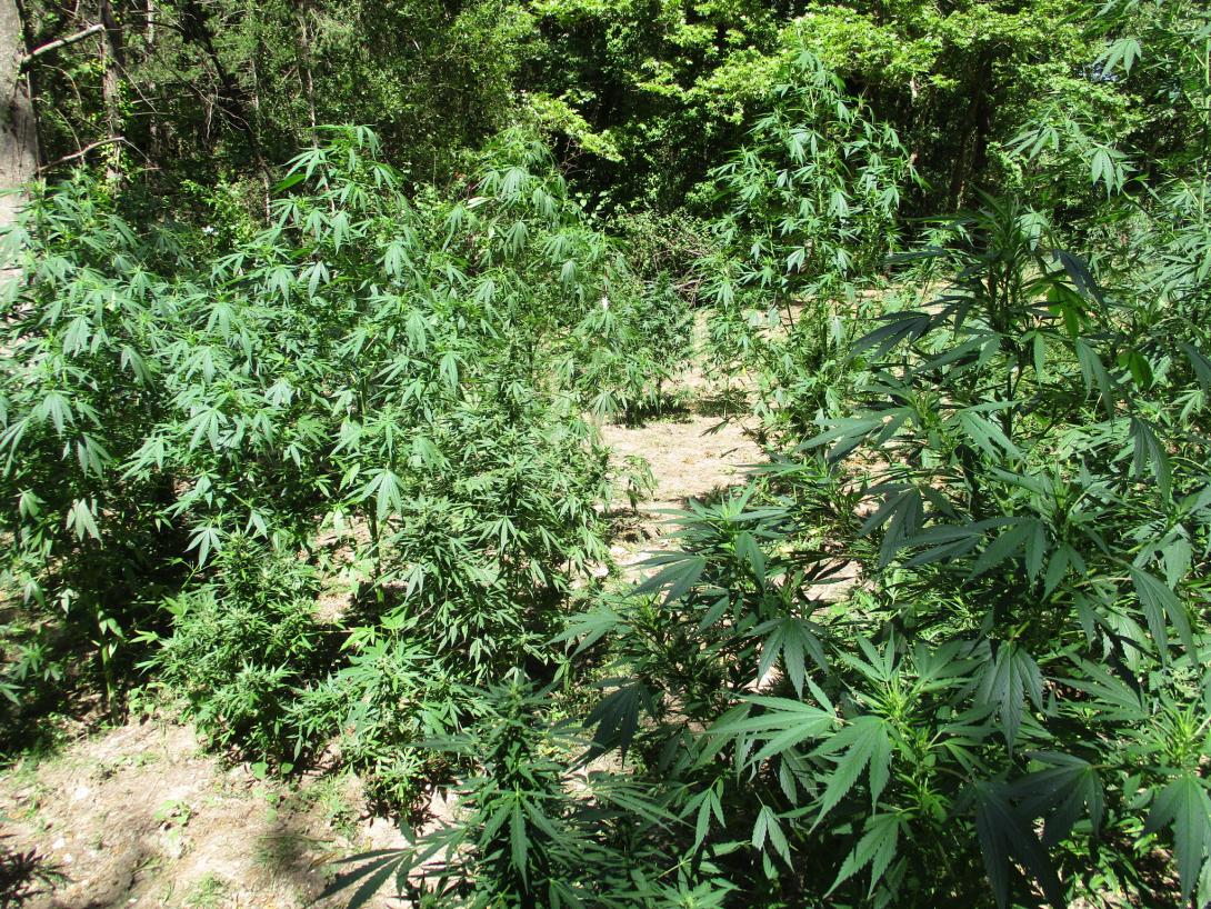 φυτεια κανναβη χασις.jpg