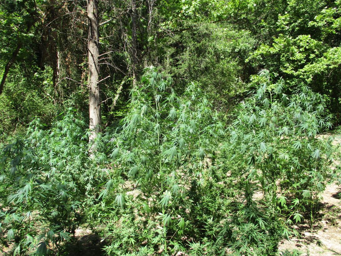 φυτεια κανναβη χασις.jpg