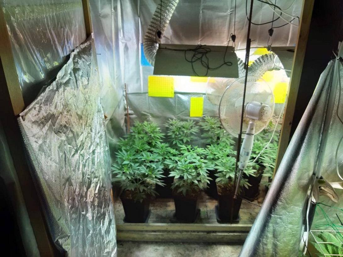 υδροπονική κάνναβη χερσόνησος