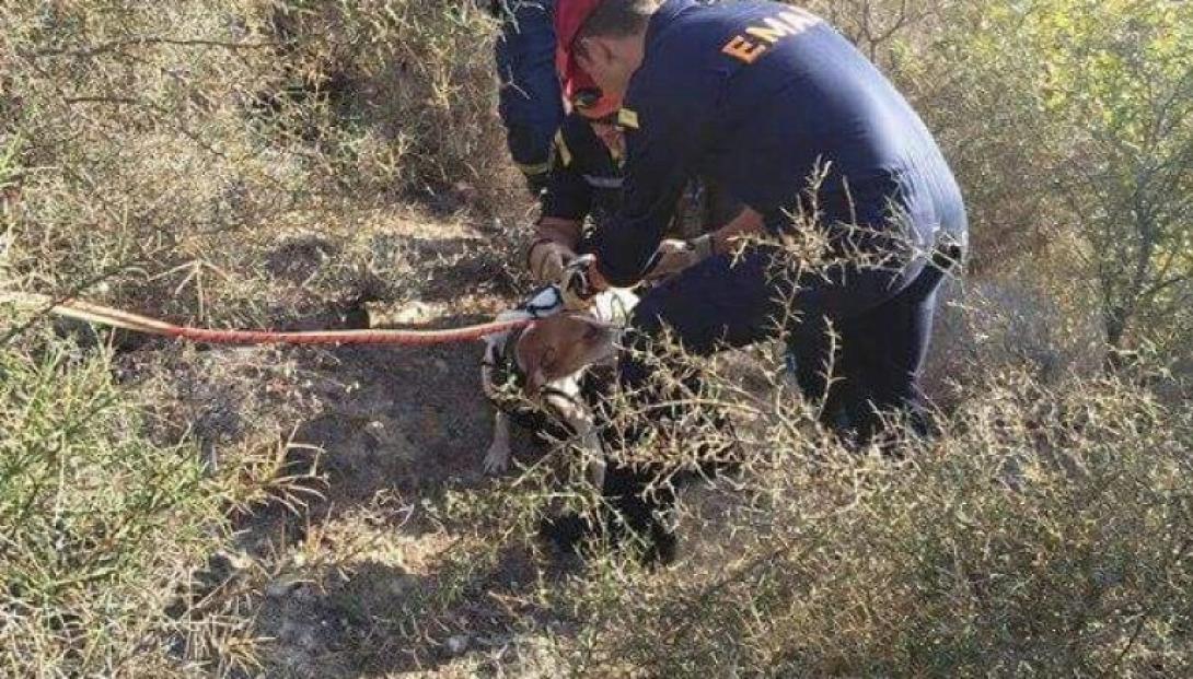 διασωση σκυλου