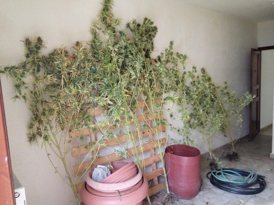 χασις ναρκωτικα.jpg