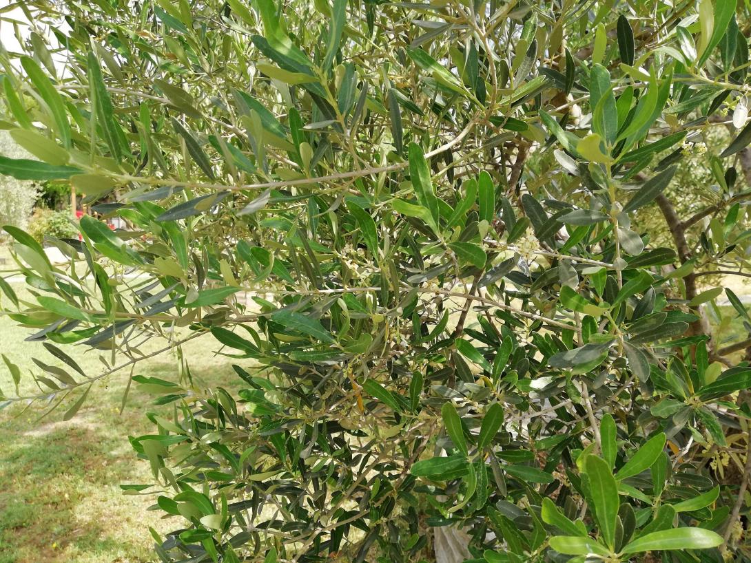 επιτραπέζια ελιά