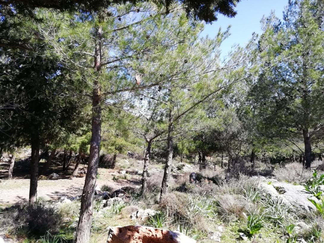 Η Κέρη αποτελεί έναν μοναδικό πνεύμονα πρασίνου για την ξηρή και πετρώδη αυτή περιοχή.