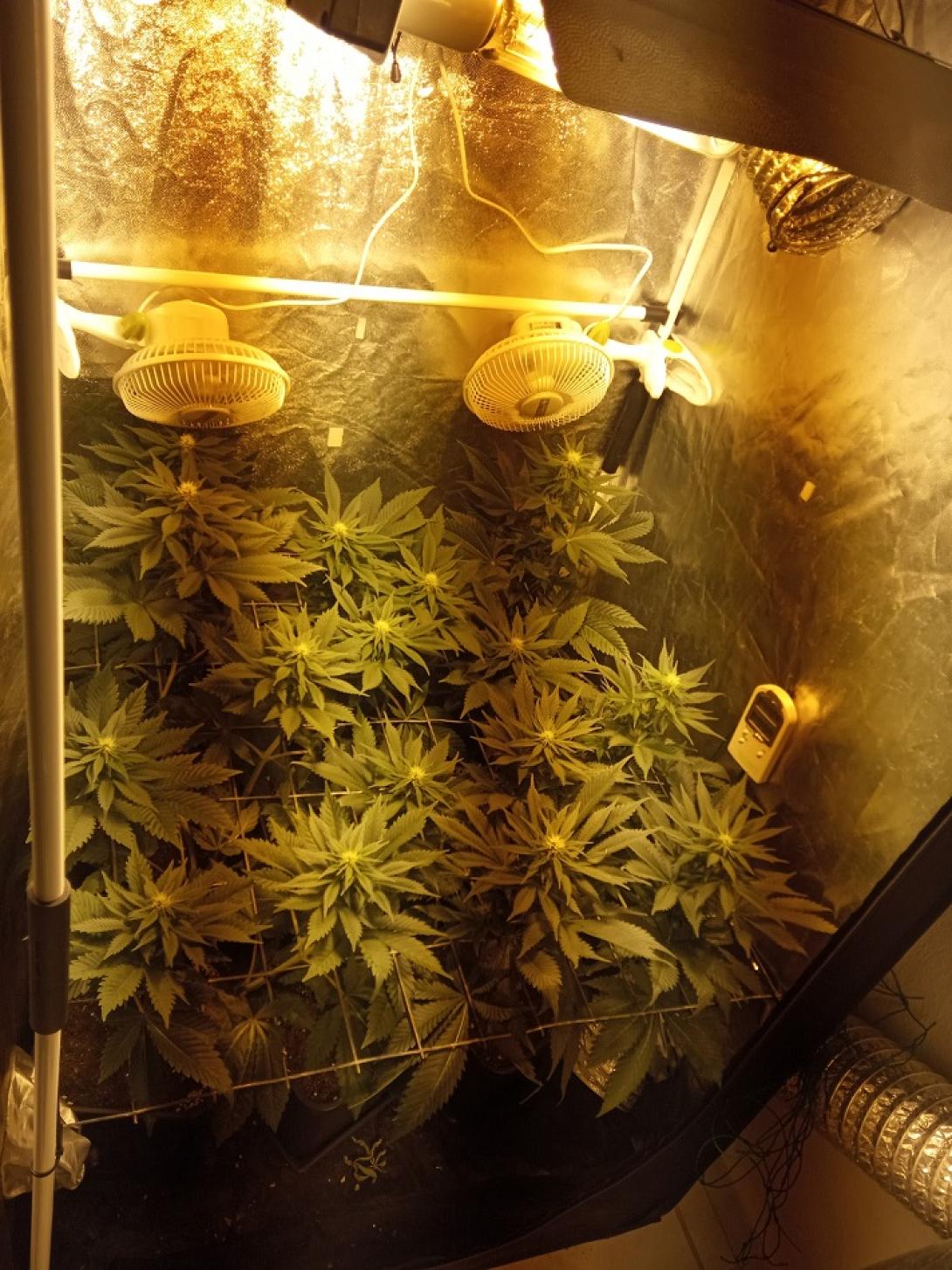 υδροπονική κάνναβη