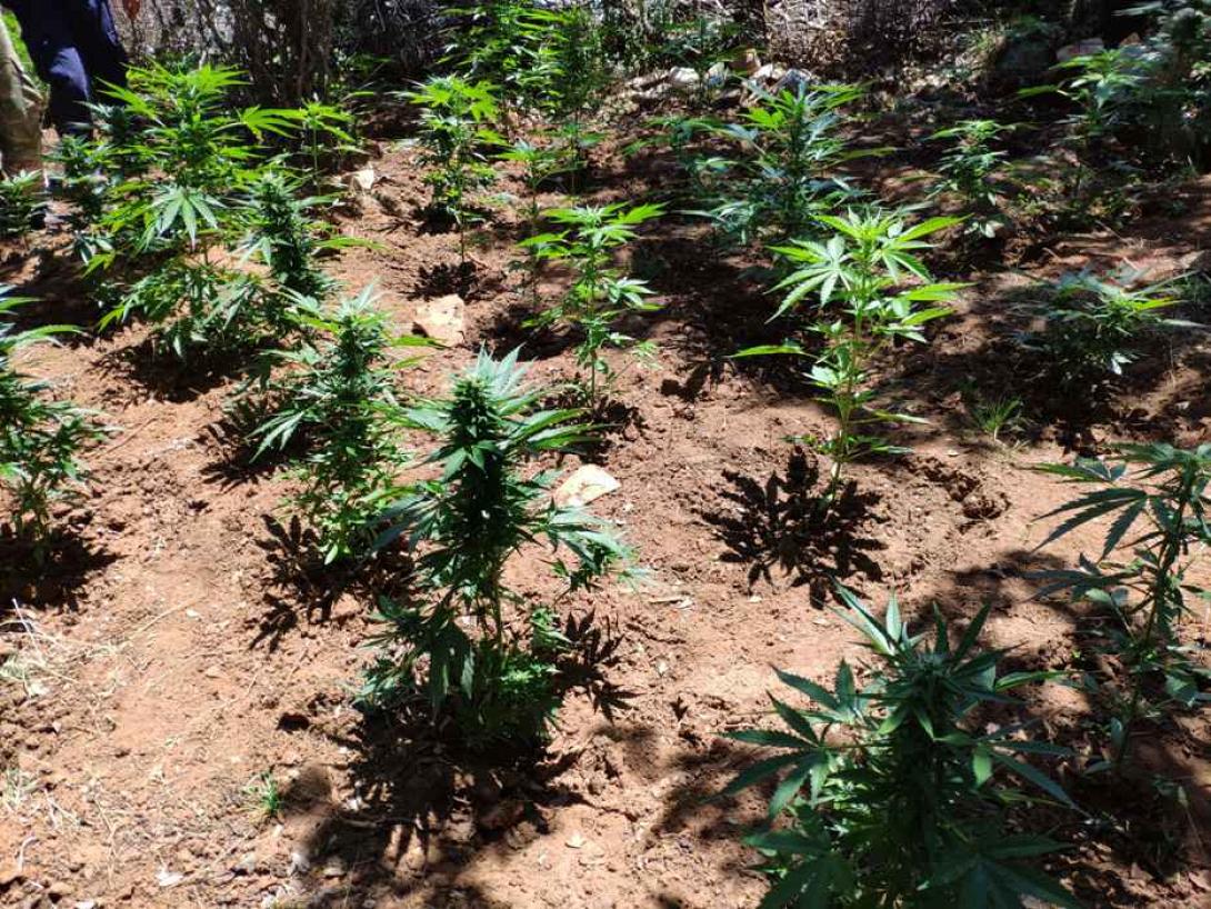 Ολοκληρώθηκε συντονισμένη αστυνομική επιχείρηση σε περιοχές του Δήμου Μυλοποτάμου.