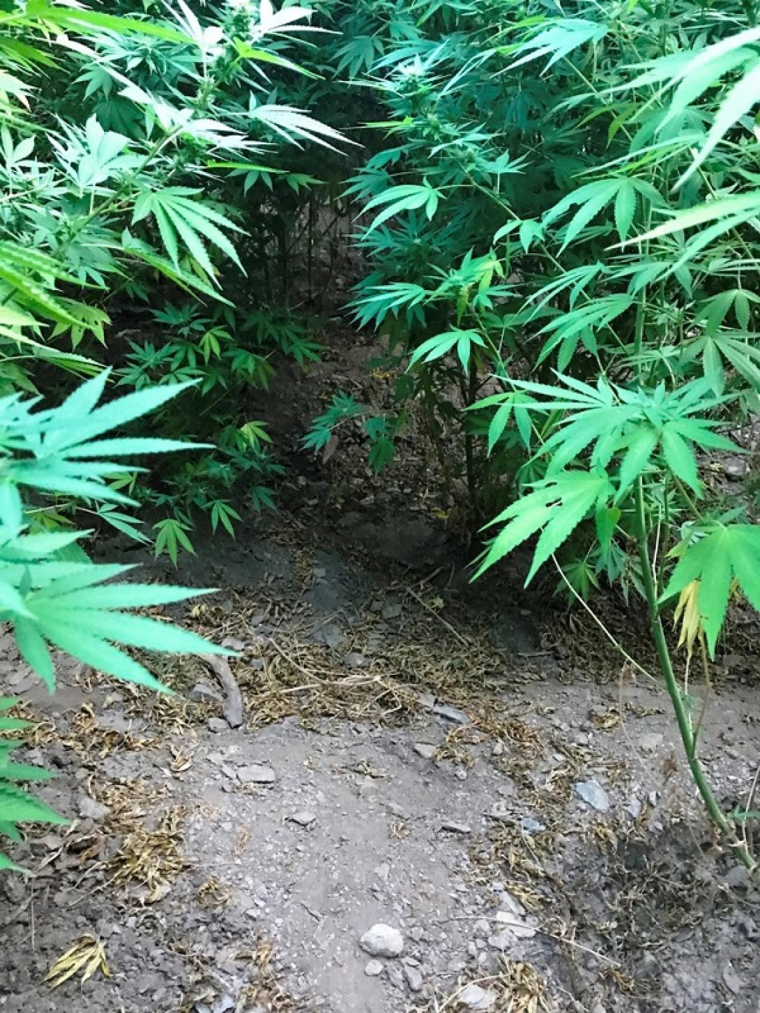 χασισοφυτεια