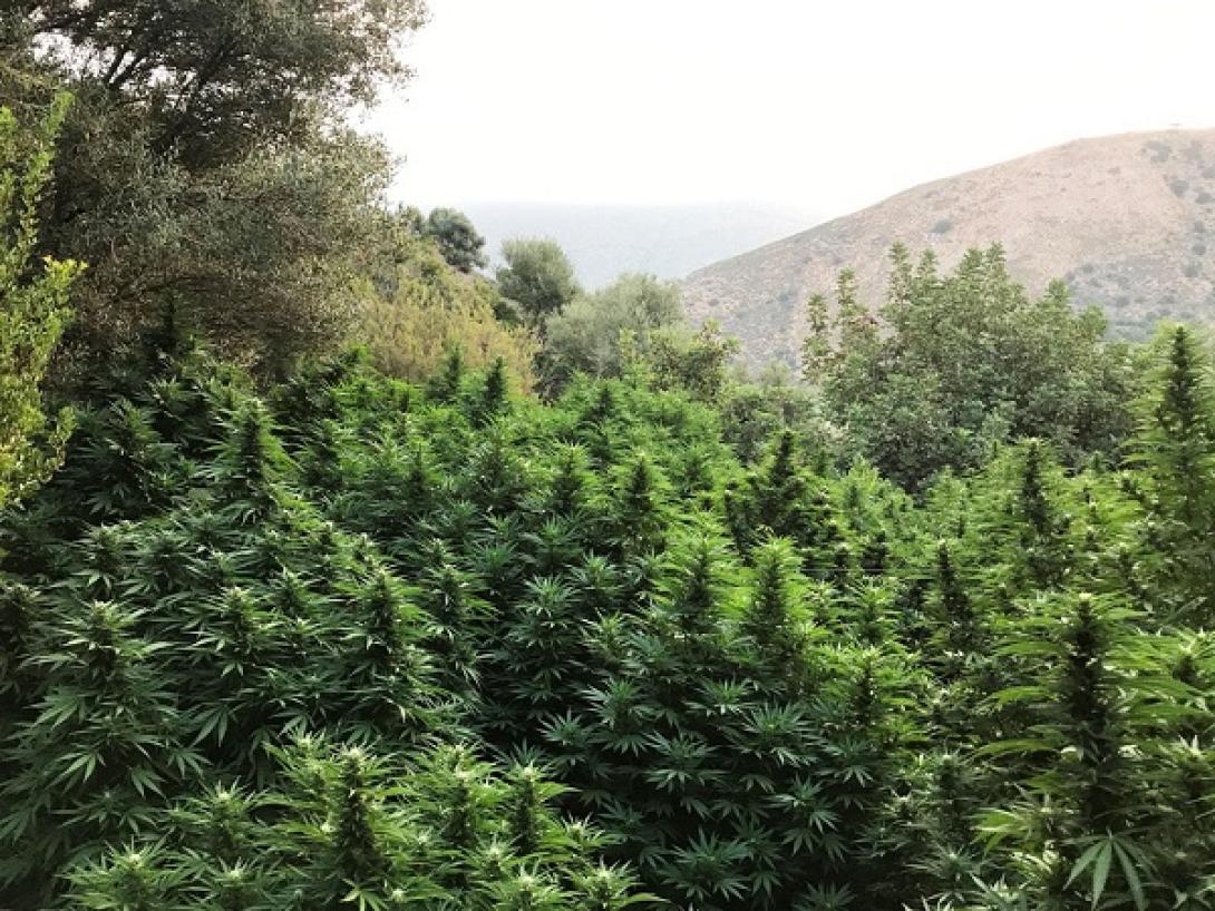 χασισοφυτεια