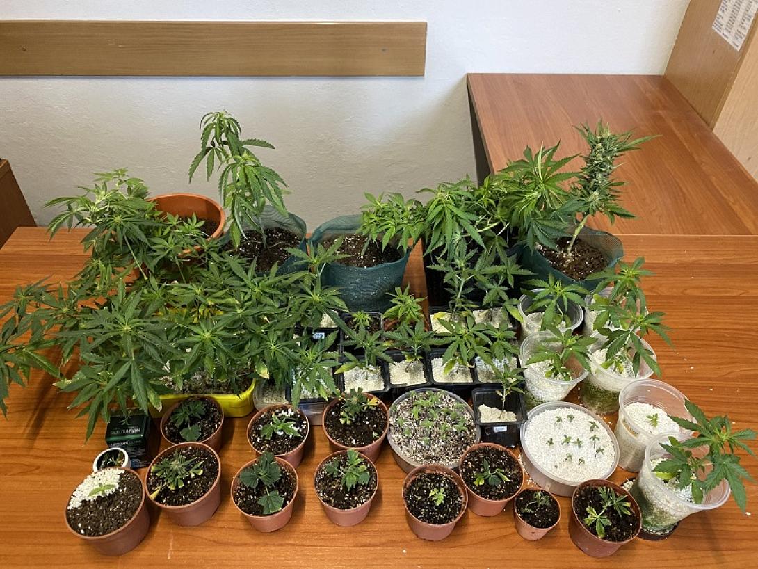 γλάστρες κάνναβη