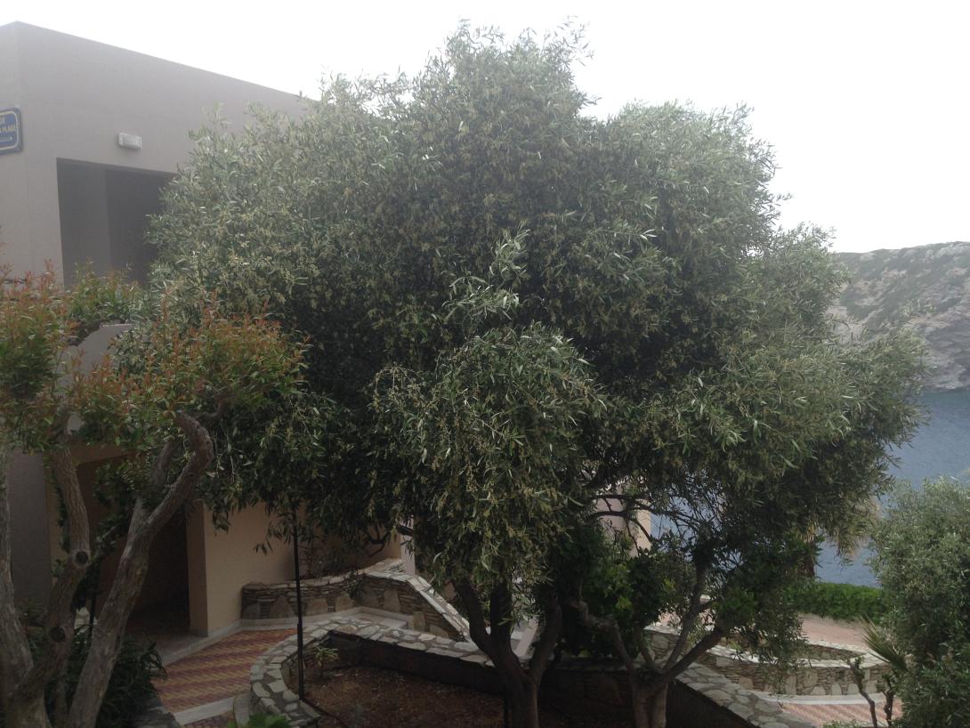 ελιά 8