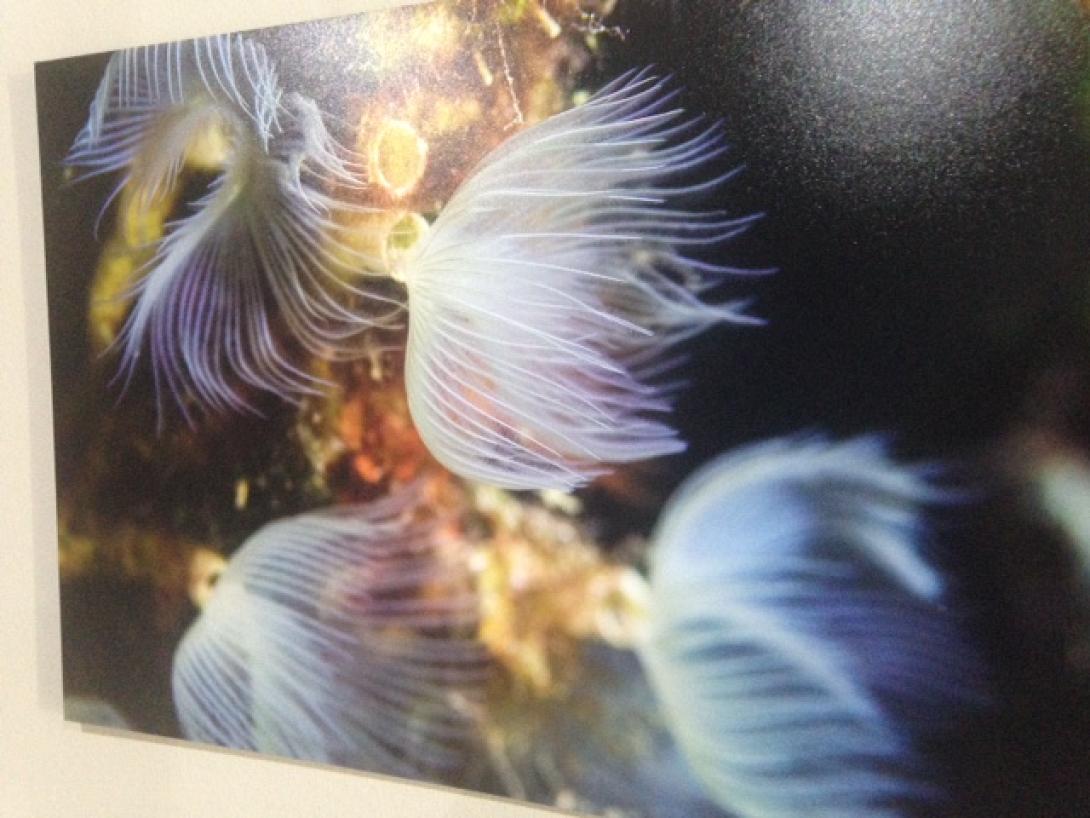 έκθεση βυθού 12