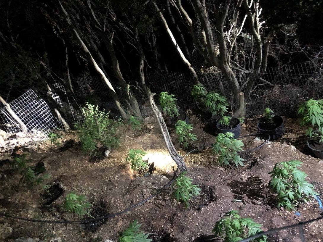 χασισοφυτεία μυλοπόταμος