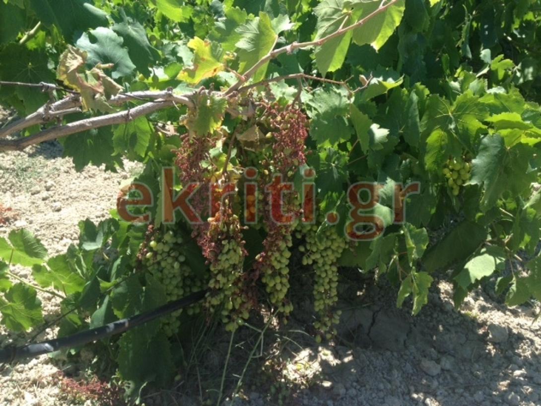 αμπέλια κρουσώνας 3