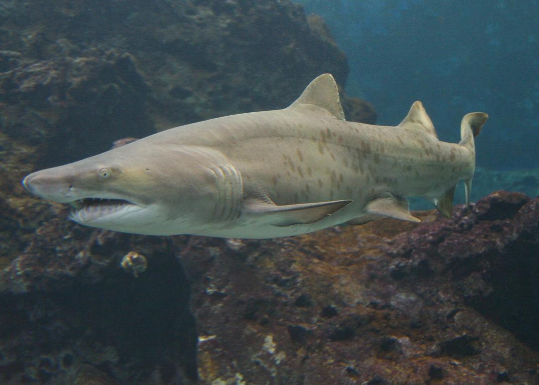 καρχαριας,ενυδρειο