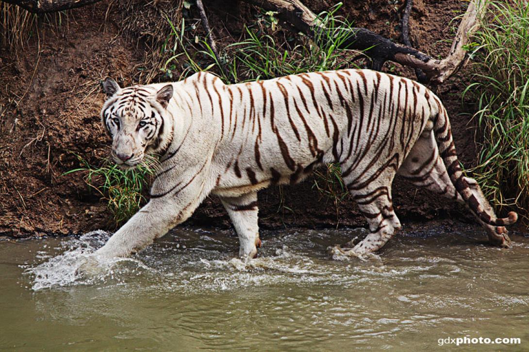 Ινδία: Λευκή τίγρης σκότωσε μαθητή σε ζωολογικό κήπο