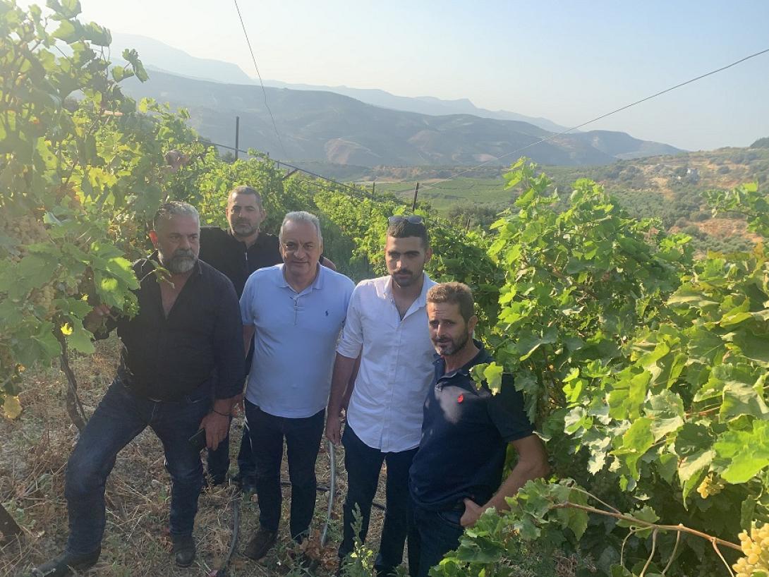 Κεφαλογιάννης - Αμπελια