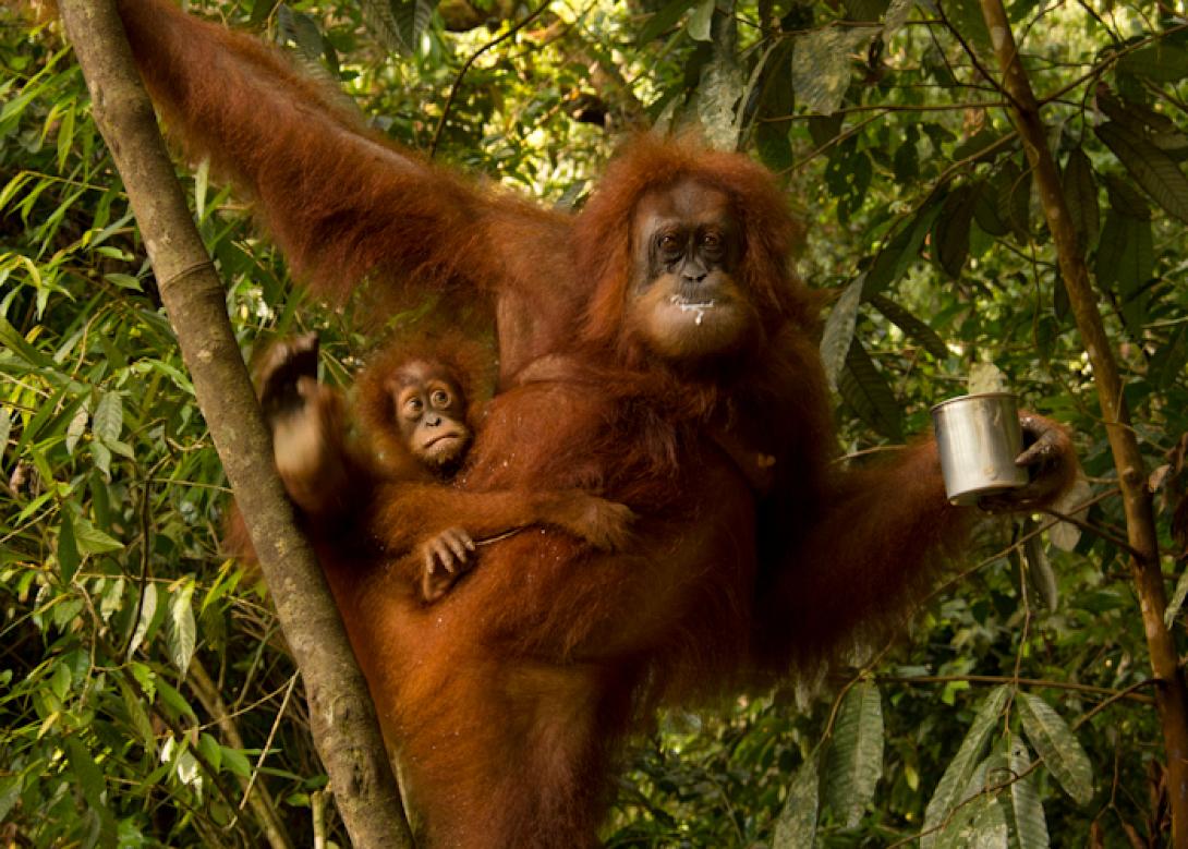 Το πρώτο ποτηράκι το ήπιαμε πριν από 10 εκατ. χρόνια!