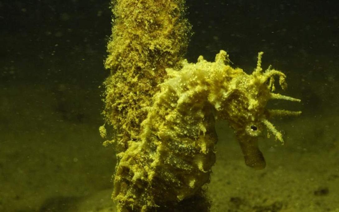 ιππόκαμπος