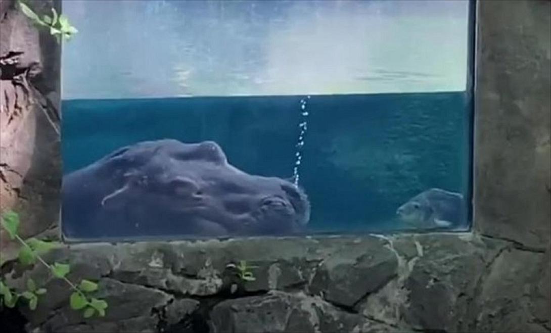 ιποπποταμος