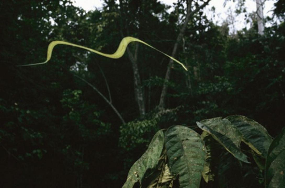 Επιστήμονες αποκαλύπτουν το μυστικό των ιπτάμενων φιδιών 