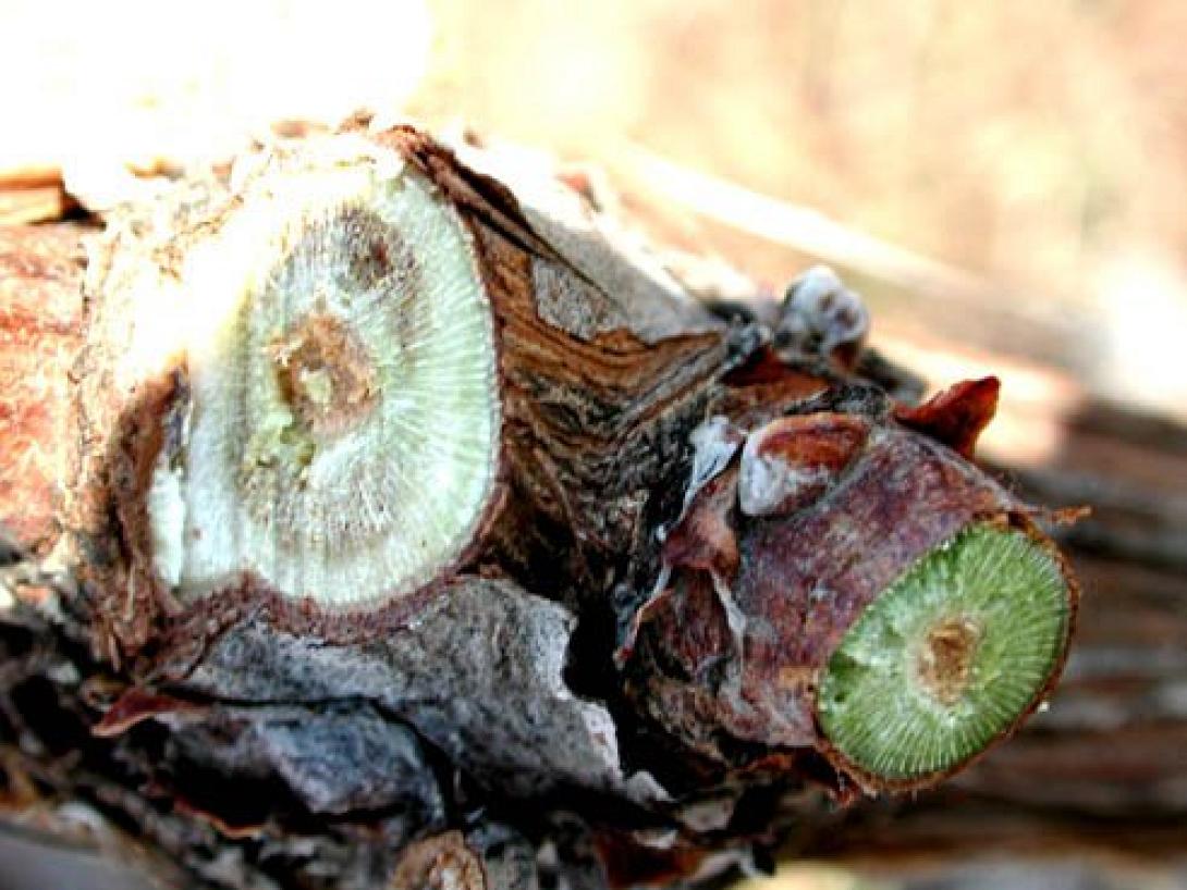 Σοβαρές ασθένειες του ξύλου απειλούν τα αμπέλια της Κρήτης 