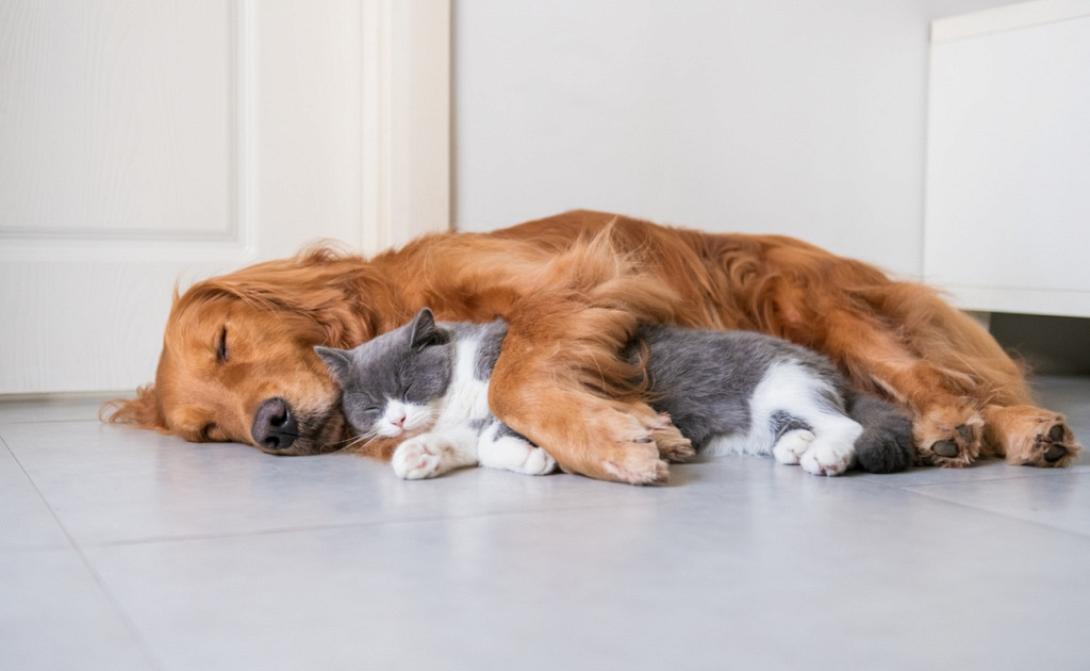 σκύλος γάτα