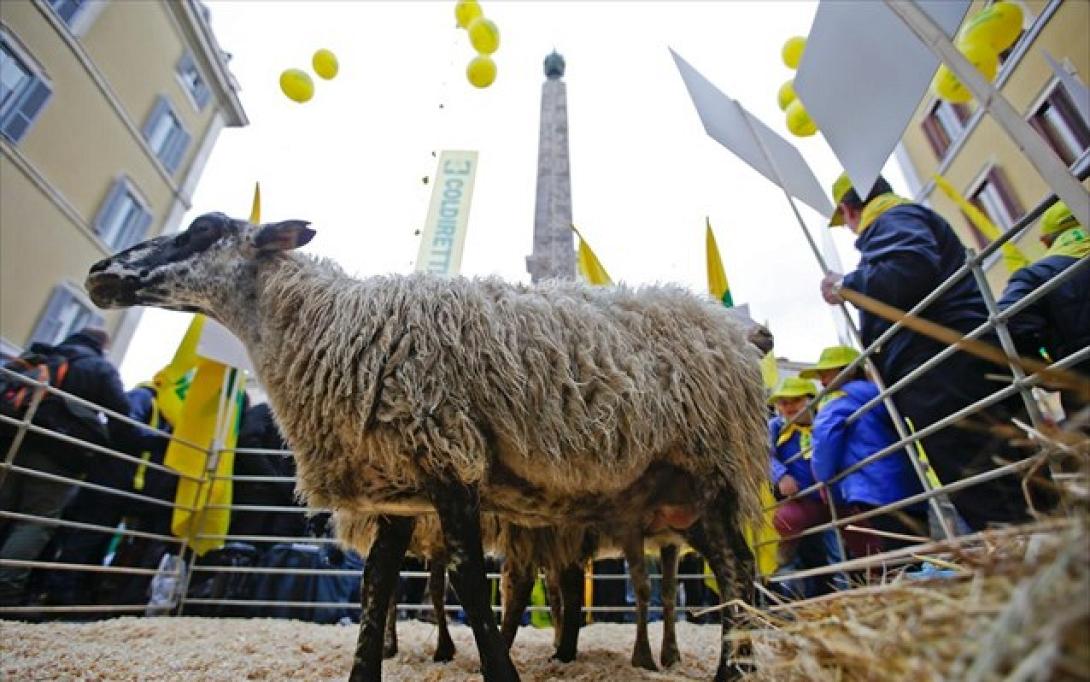 Πρόβατα - Ρώμη