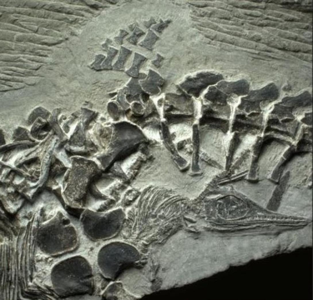 46 απολιθώματα ιχθυόσαυρων ανακαλύφθηκαν στη Χιλή