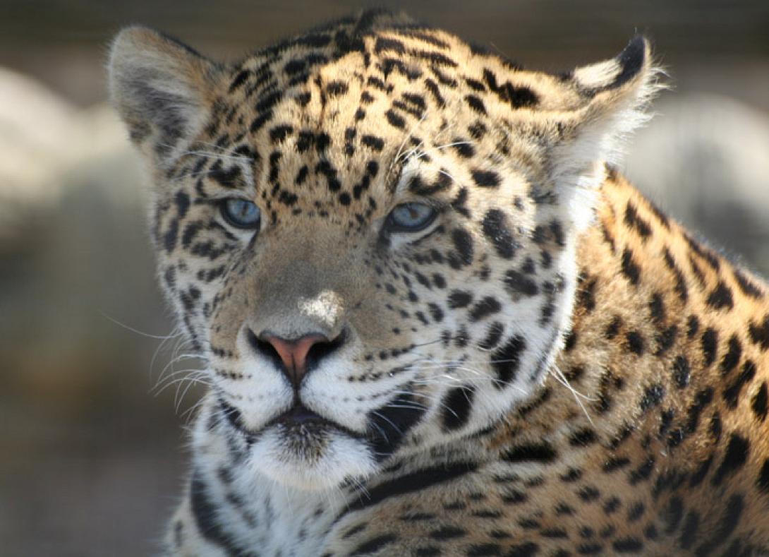 ΗΠΑ: Τζάγκουαρ επιτέθηκαν σε 3χρονο αγόρι