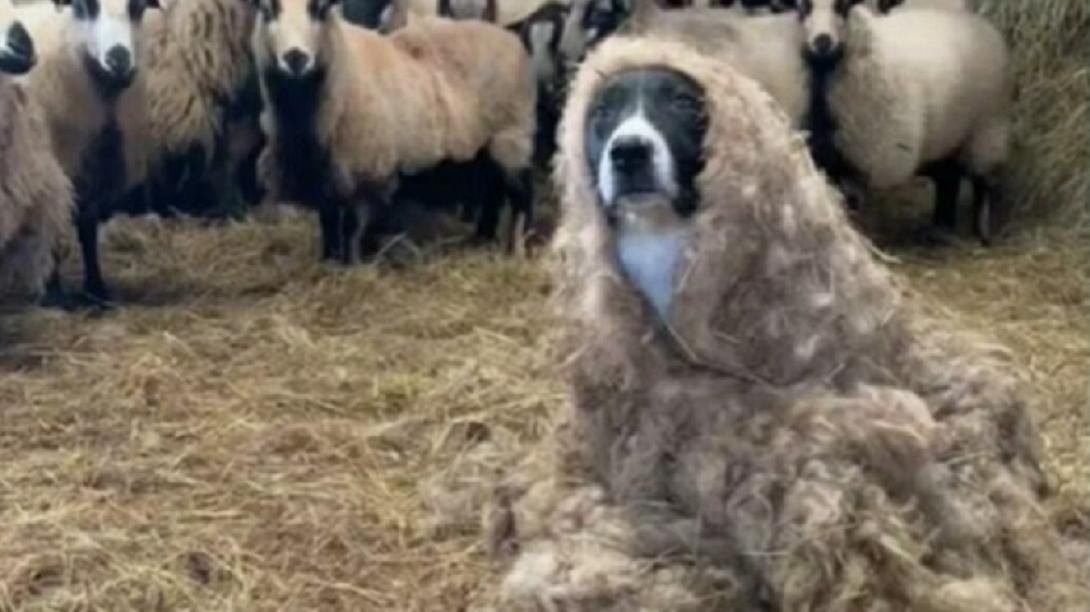 σκυλος προβατο