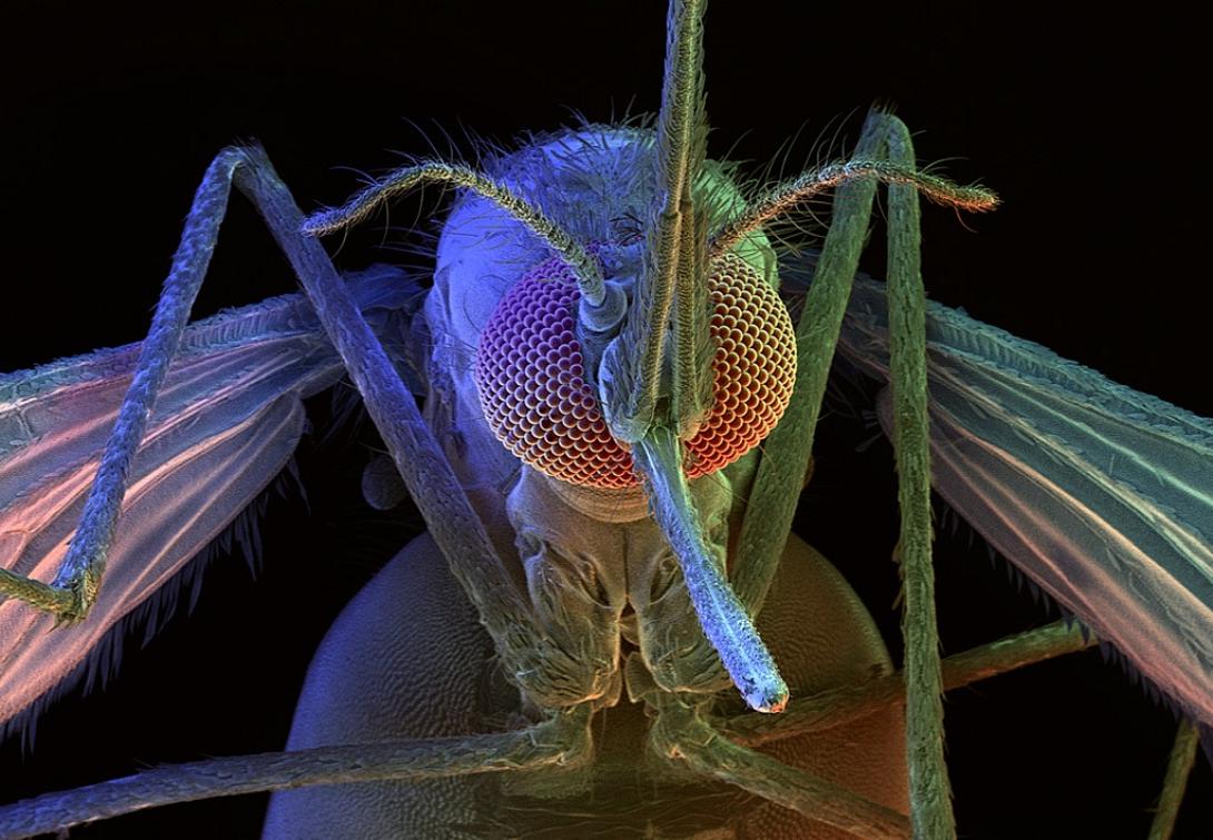 Ποιο είναι το πιο θανατηφόρο είδος στον κόσμο;
