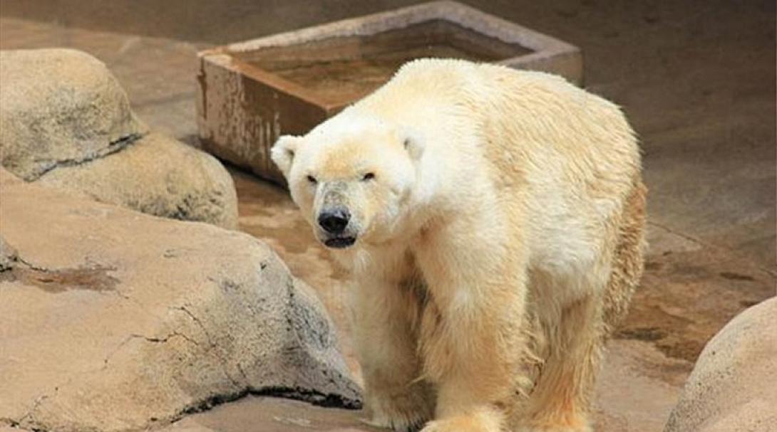 Η πολική αρκούδα που πέθανε από τον ... καημό της