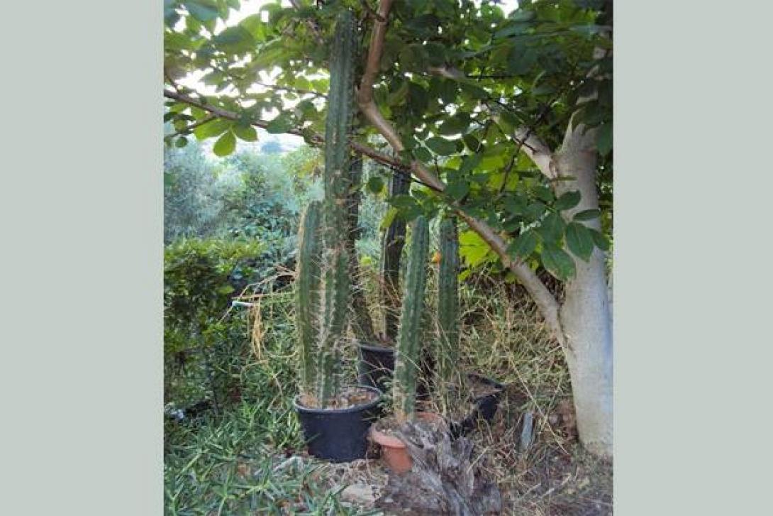 Εξωτική φυτεία - έκπληξη  με παραισθησιογόνους κάκτους στο Ρέθυμνο!