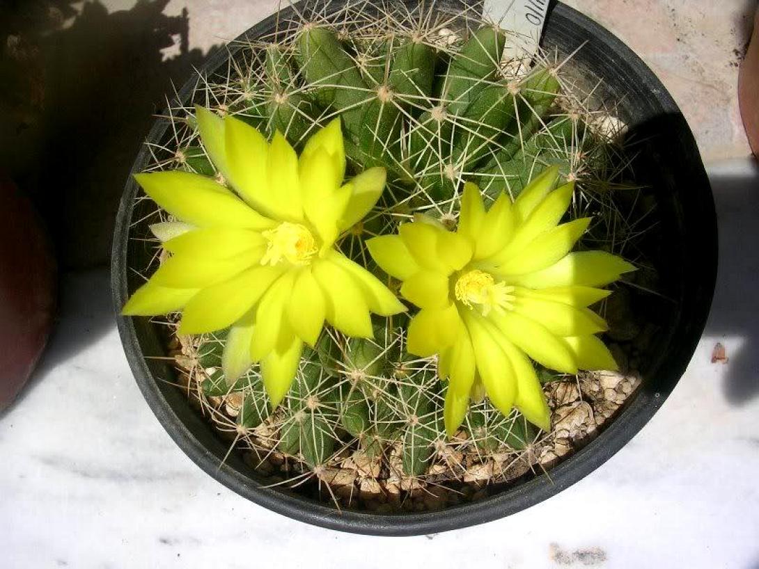 Κάκτοι…τόσο υπέροχα και μοναδικά φυτά