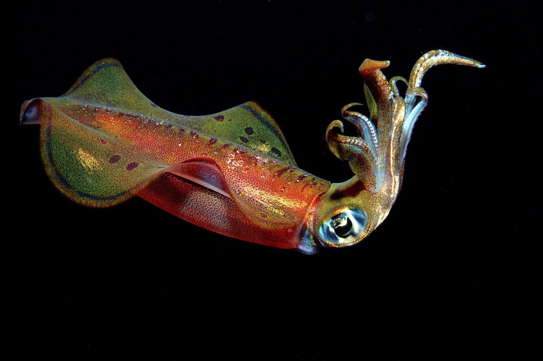 Τρία ζώα με περισσότερες από μία καρδιές