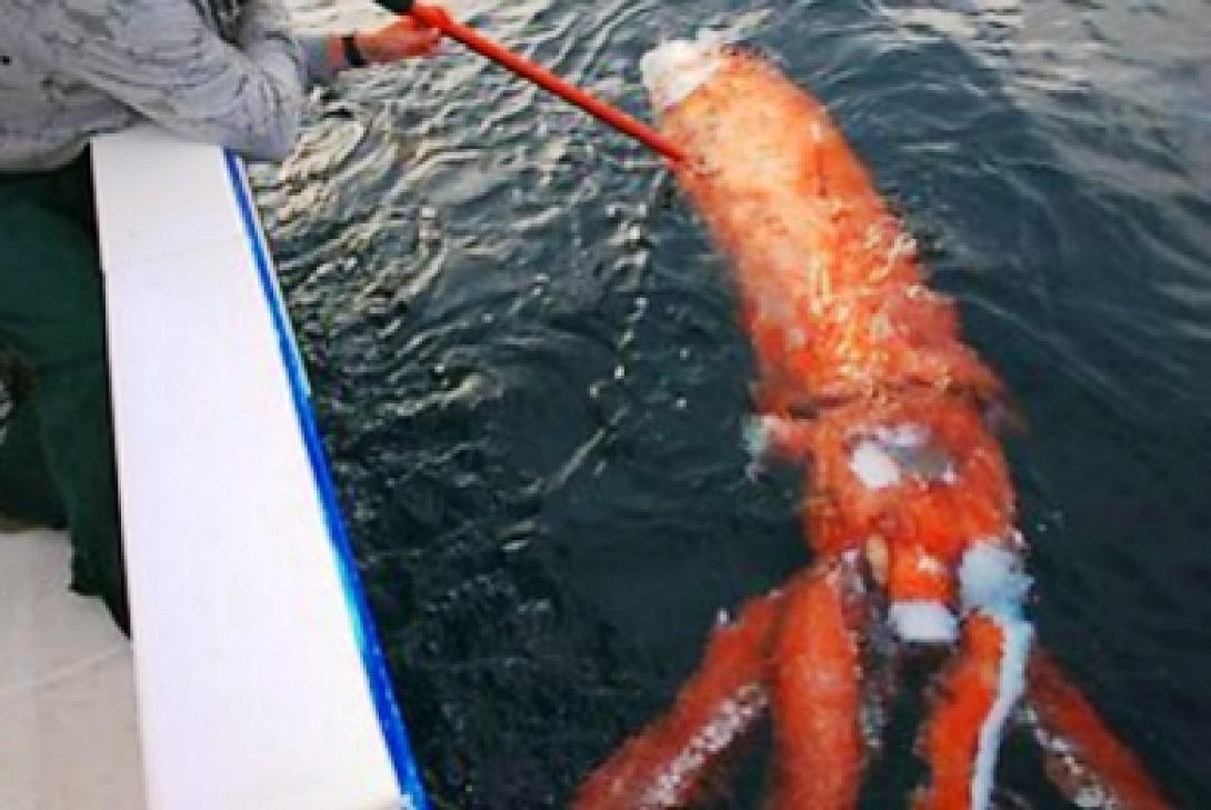 Καλαμάρι... "βαρέων - βαρών" στα δίχτυα Ιάπωνα ψαρά