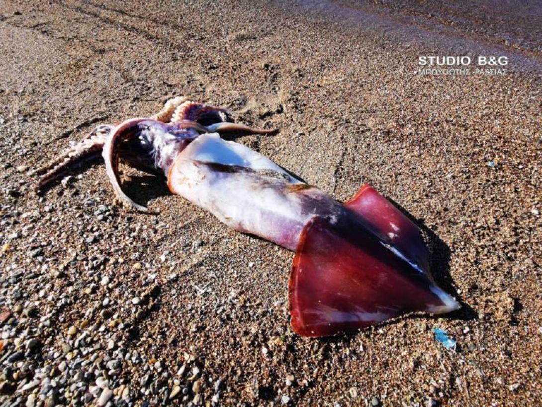 Καλαμάρι - γίγας ενός μέτρου έπιασε ερασιτέχνης ψαροντουφεκάς ​.jpg