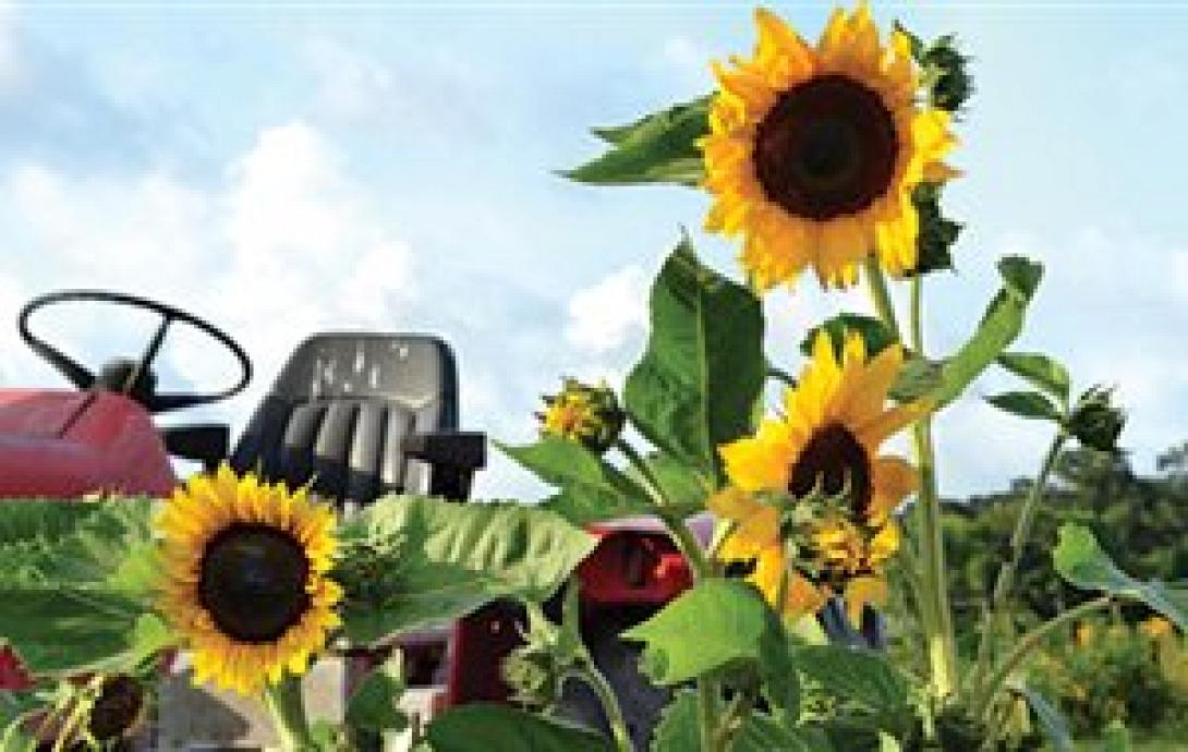  Καλλιεργητικές φροντίδες Αυγούστου