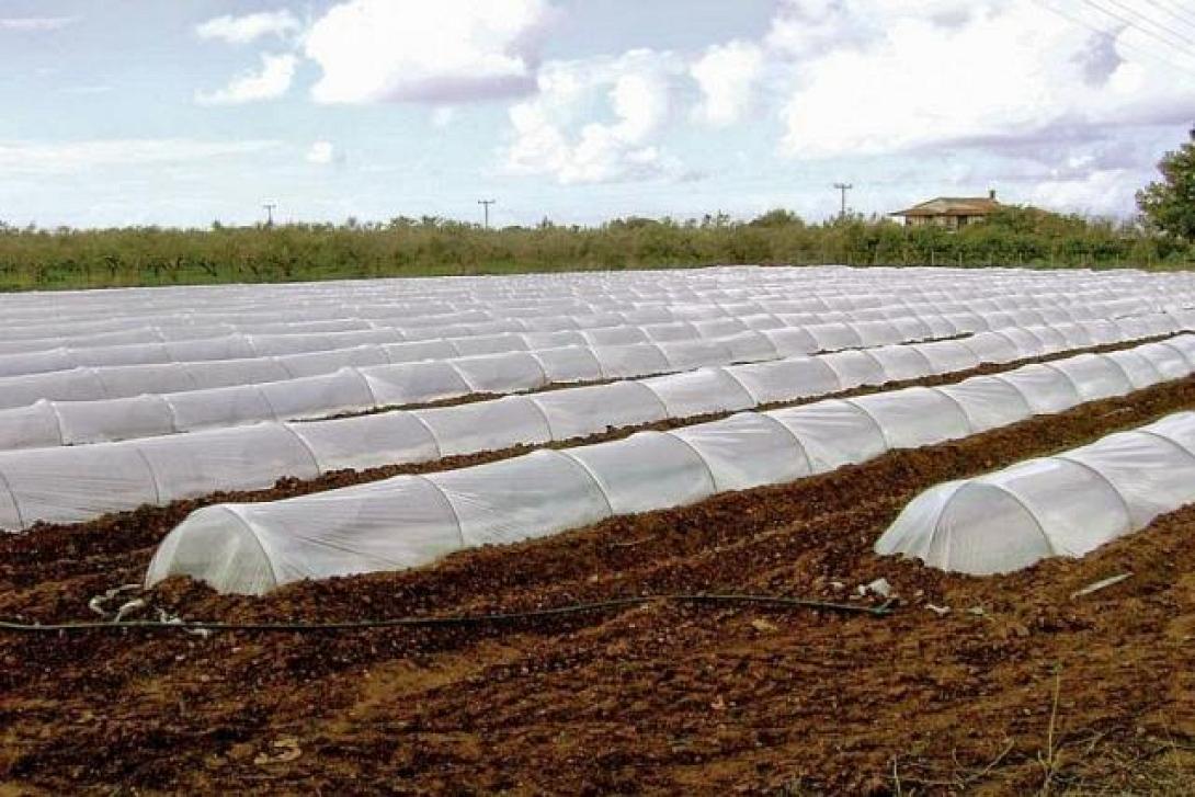 Καλλιεργειες