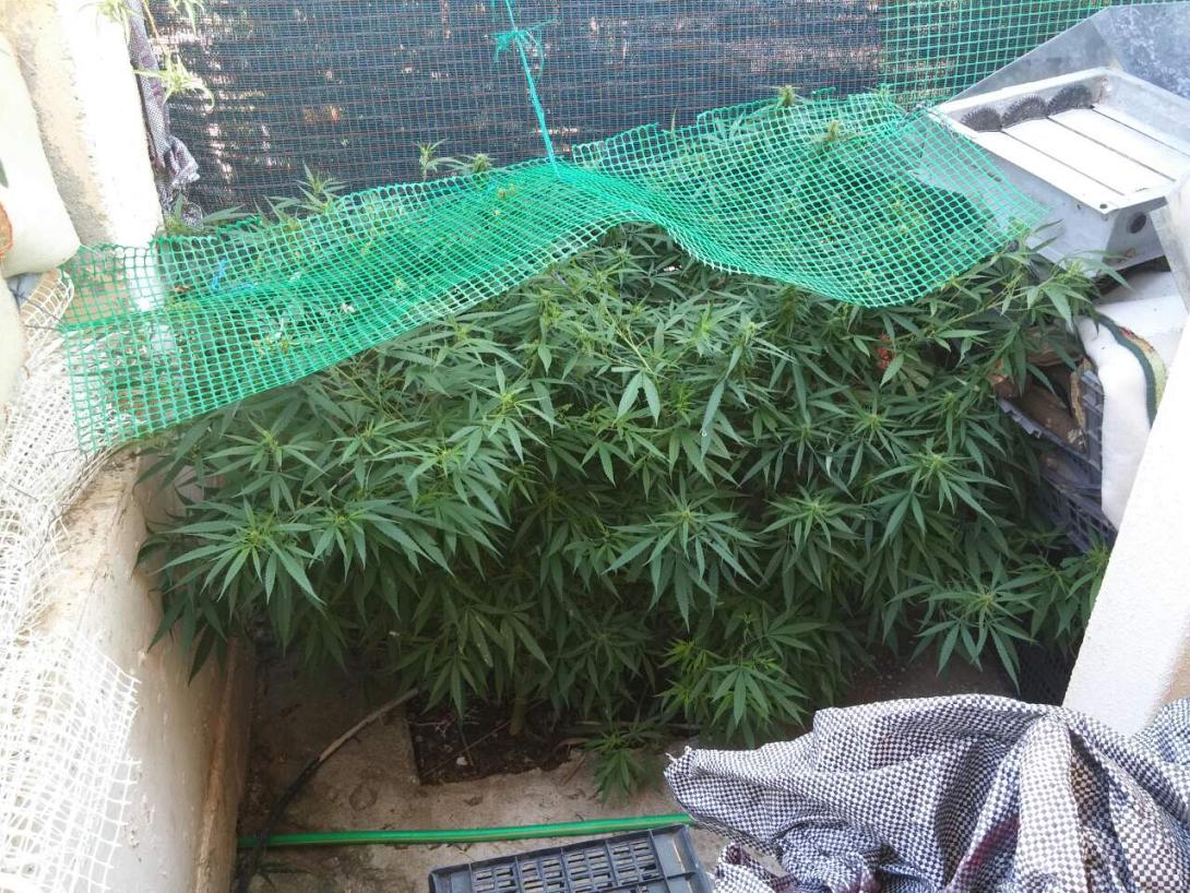 κάνναβη ρέθυμνο