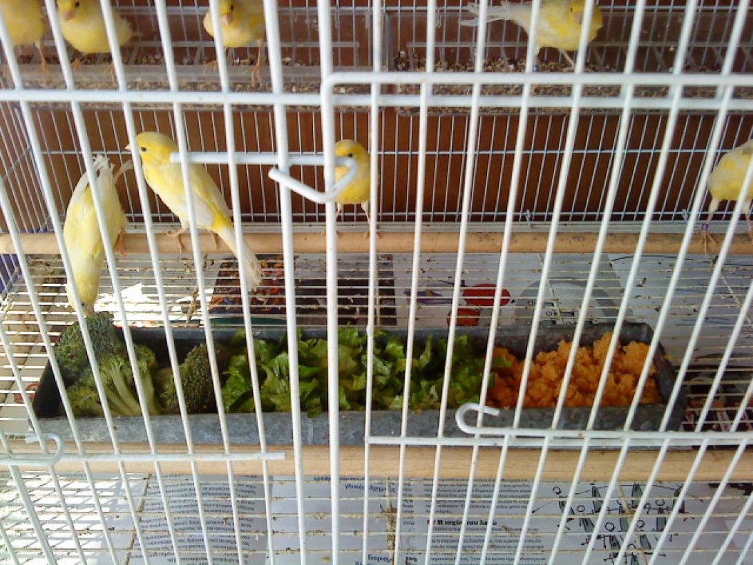 Εξωφρενική κλοπή στο Ηράκλειο: Πήραν 40 (!!!) καναρίνια, όταν η οικογένεια έλειπε για μπάνιο!