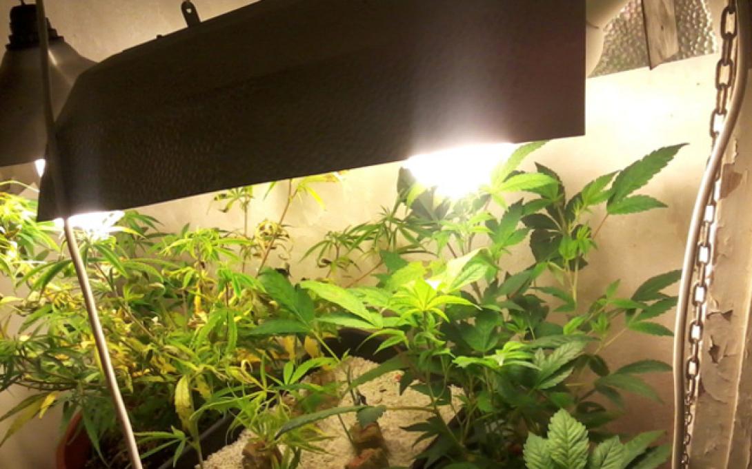 εργαστήριο κάνναβης