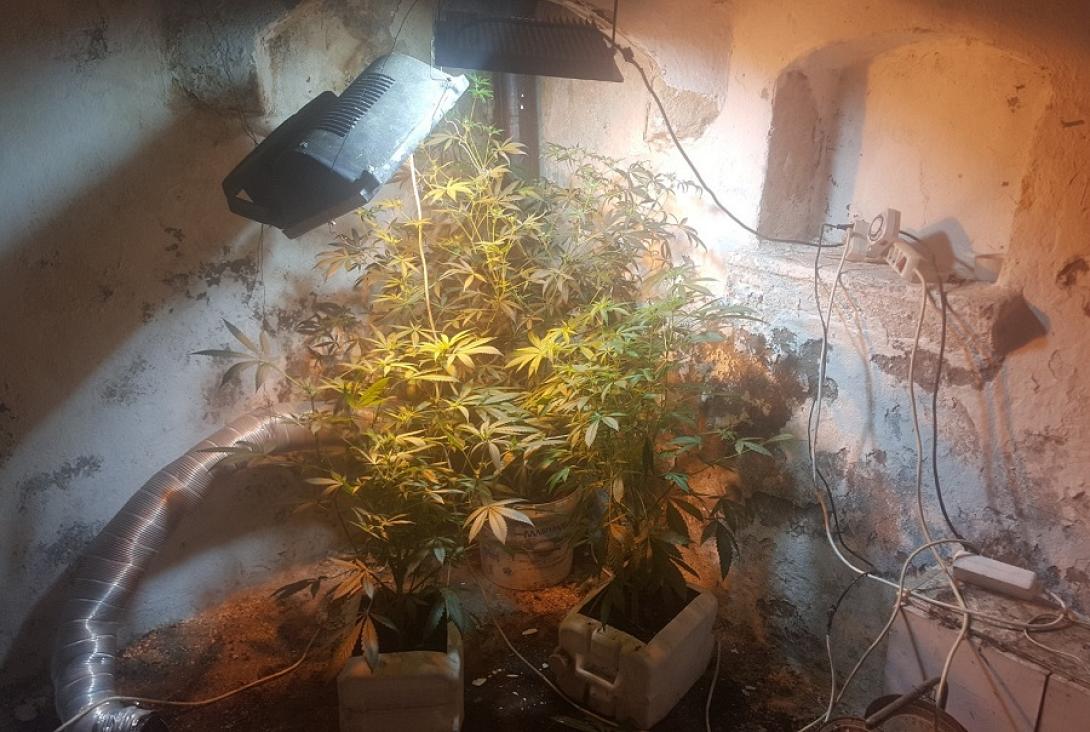 είχε όλα το σύστημα για να καλλιεργεί την κάνναβη