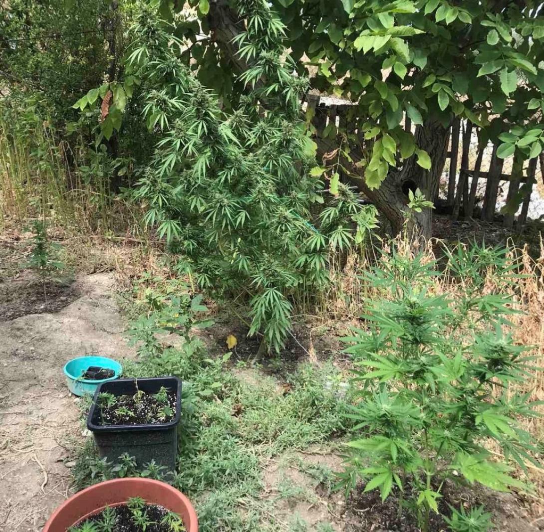 ο κήπος ήταν... κήπος κάνναβης