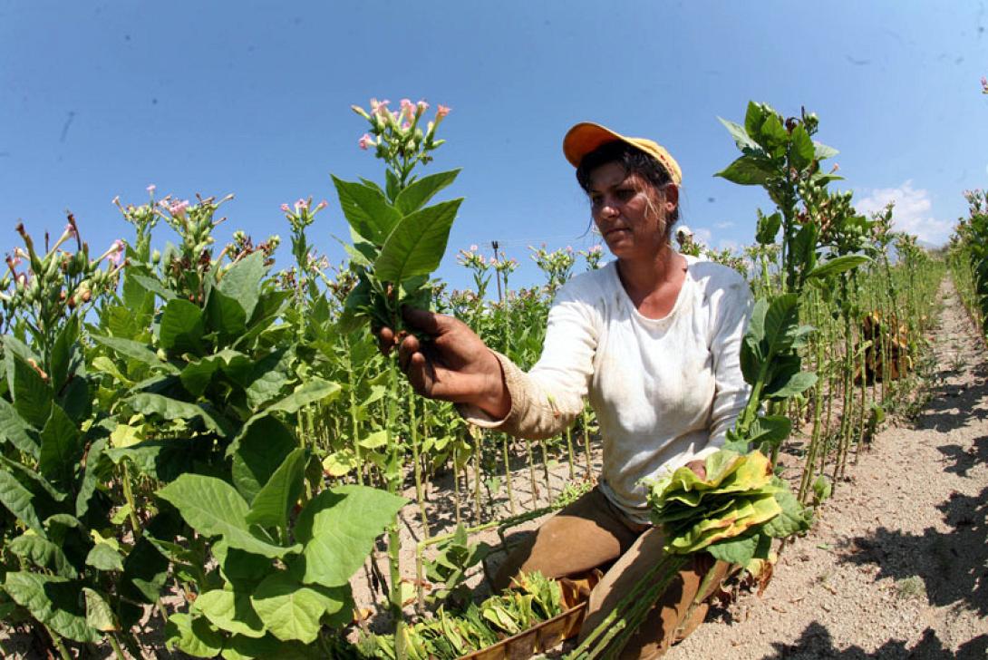 Βουλγαρία: Κινητοποιήσεις καπνοπαραγωγών